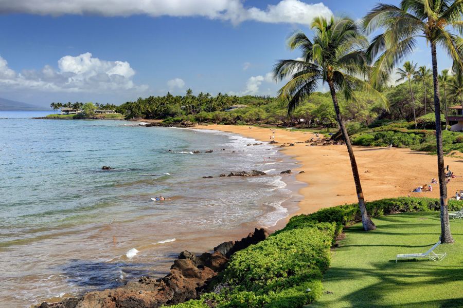 Lava rock shoreline where turtles feed